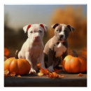 Suche nach pitbulls poster Tier