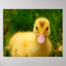 Suche nach babyente poster Entlein