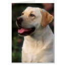 Suche nach fokus auf vordergrund postkarten Galerien