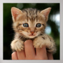 Suche nach kitten poster Pet