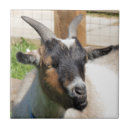 Suche nach ziege fliesen Lustig