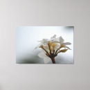 Suche nach plumeria kunst poster Botanisch