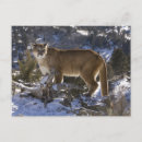 Suche nach puma postkarten Raubtier