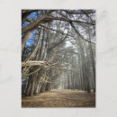 Suche nach zypressenbaum poster Wald