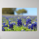 Suche nach texasbluebonnet Lupine