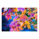 Suche nach ahorne poster Japanischer ahorn
