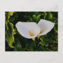 Suche nach lis postkarten Blume