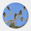 Suche nach bussard magnete Truthahn