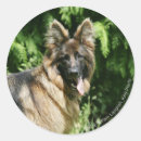 Suche nach hunde fotograf aufkleber Schäferhund