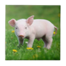 Suche nach ferkel fliesen Schwein