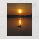 Suche nach schwan postkarten Sonnenuntergang