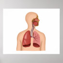 Suche nach organ anatomie poster Innere organe