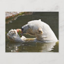 Suche nach arktischer bär poster Wild lebende tiere