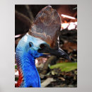 Suche nach cassowary poster Vögel