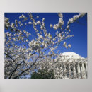 Suche nach cherry blossom poster Baum