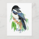 Suche nach magpie postkarten Vogelvogel