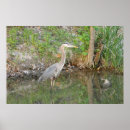 Suche nach great blue heron poster Vogelvogel
