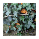 Suche nach ivy fliesen Blätter