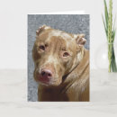 Suche nach grube postkarten Pitbull