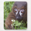 Suche nach lemur elektronik zubehör Primat