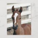 Suche nach filly poster Equine