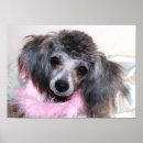 Suche nach zwergpudel poster Hund