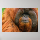 Suche nach pongo poster Simia pygmaeus
