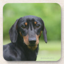 Suche nach haarig untersetzer Zwergteckel