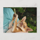 Suche nach chiwawa poster Welpen