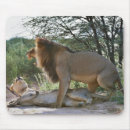 Suche nach löwe afrika mousepads Südafrika