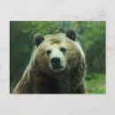 Suche nach grizzlybären postkarten Kanada