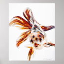 Suche nach goldfish poster Natur