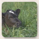 Suche nach vieh untersetzer Horizontal