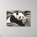 Suche nach pandas leinwandbilder Smithsonian