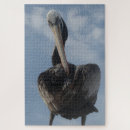 Suche nach pelikan puzzle Vogelbeobachtung
