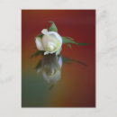 Suche nach mate postkarten Rose