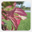 Suche nach feuer und eis aufkleber Hibiskus