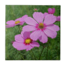 Suche nach der kosmos fliesen Rosa