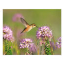 Suche nach kolibri poster Niedlich