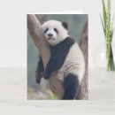 Suche nach niedlicher panda karten Riesenpanda