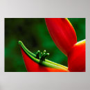 Suche nach hawaii blumen poster Grün