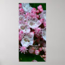 Suche nach lorbeer poster Blume