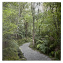 Suche nach regenwald fliesen Natur