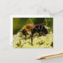 Suche nach hummel postkarten Biene