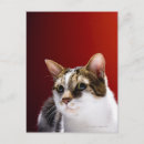 Suche nach tierarzt postkarten Katzen