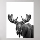 Suche nach moose poster Elch