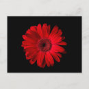 Suche nach roter gerbera postkarten Rote blume