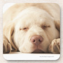 Suche nach labrador retriever untersetzer Natur