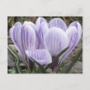 Suche nach krokus postkarten Frühling