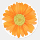 Suche nach gerbera aufkleber Gänseblüte